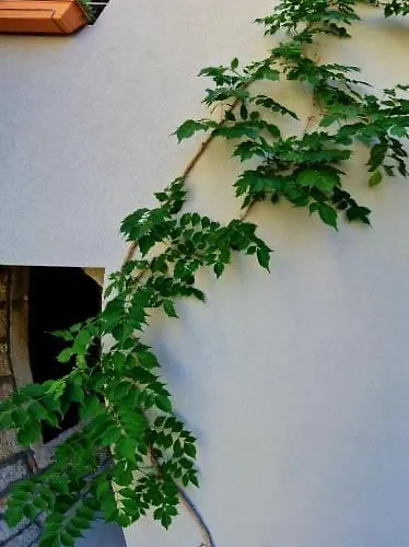 לינה וארוחת בוקר Dionis וויס