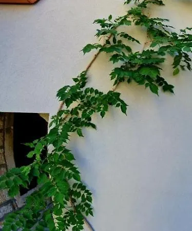 Bed & Breakfast Dionis Vis